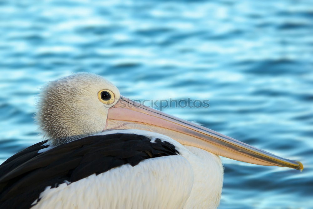 Similar – San Diego Pelican Body