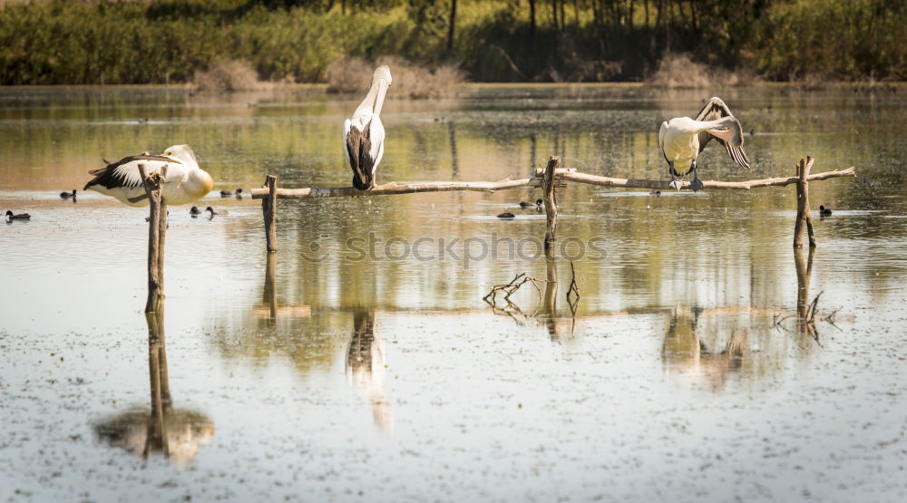 Image, Stock Photo marginalized togetherness…