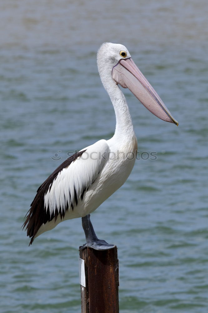 Similar – San Diego Pelican Body