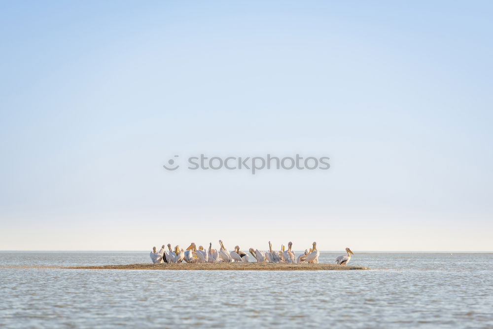 Similar – flamingos Lake Lake Nakuru