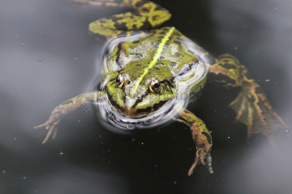 Similar – Prince? Animal Frog Brown