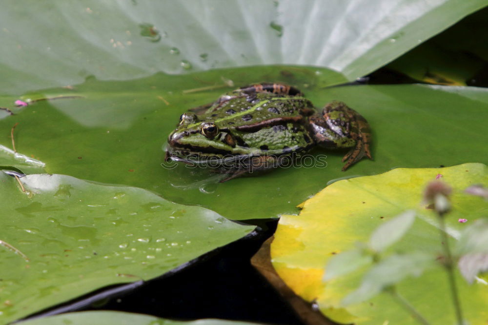 Similar – Frog swims next to water lily leaf in pond