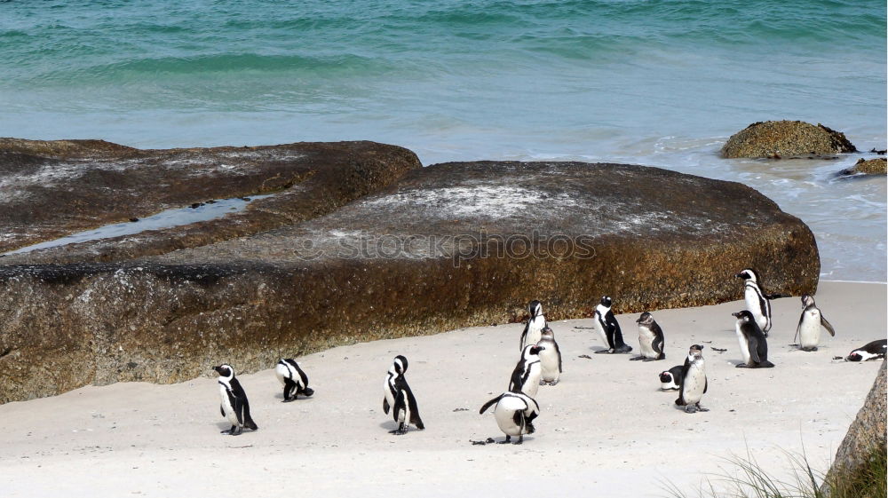 Similar – Penguin dancing.