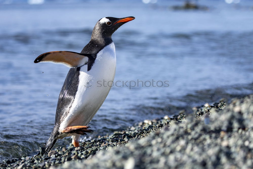 Similar – Penguin near the sea Coast