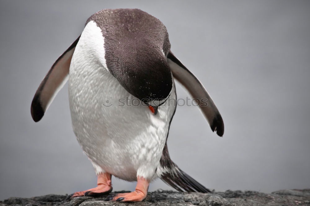 Similar – penguin Web-footed birds