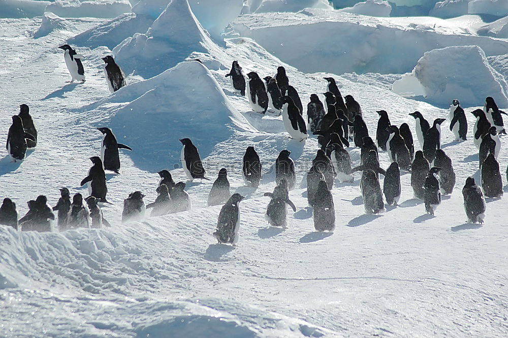 Similar – Flock of penguins walking on snow