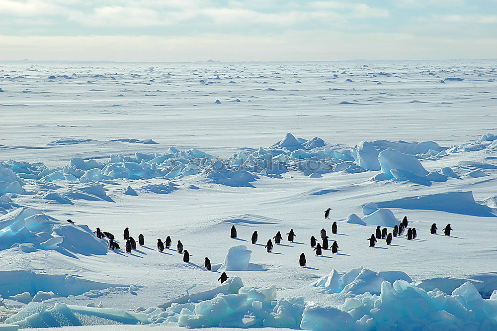 Similar – Flock of penguins walking on snow