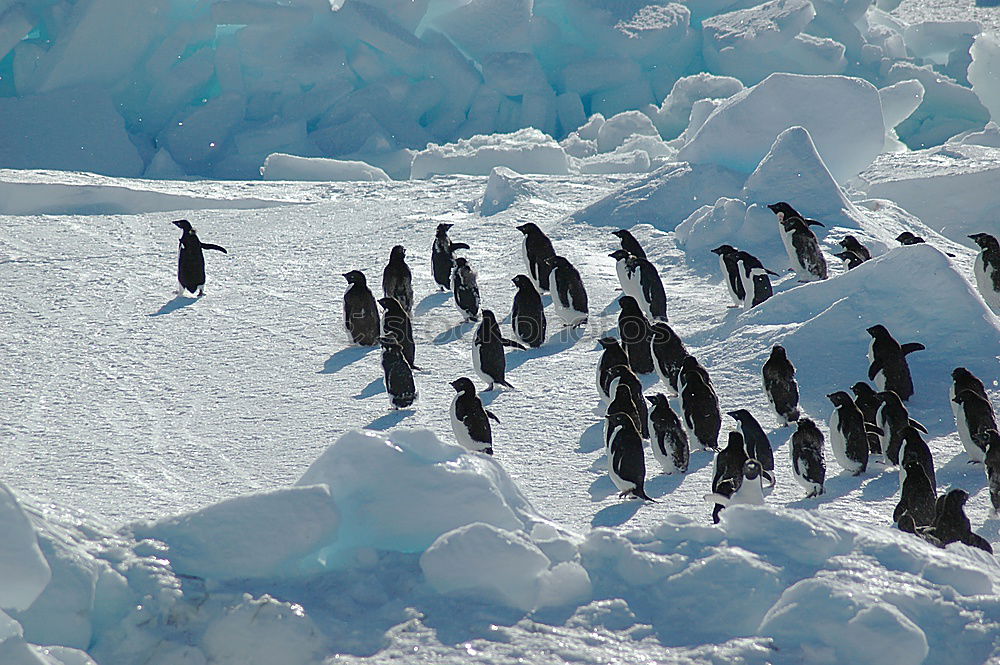 Flock of penguins walking on snow