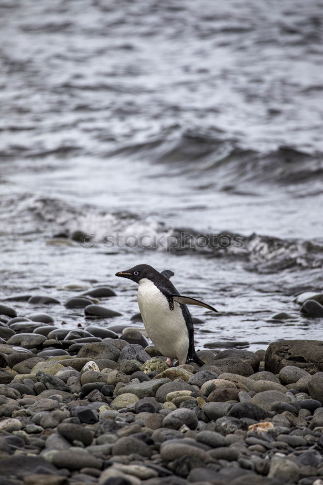 Similar – Arctic penguins Nature