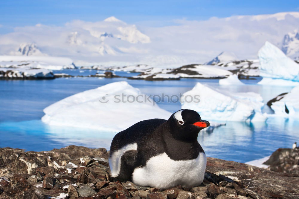 Similar – Gentoo penguins standing on the rocks and cruise ship