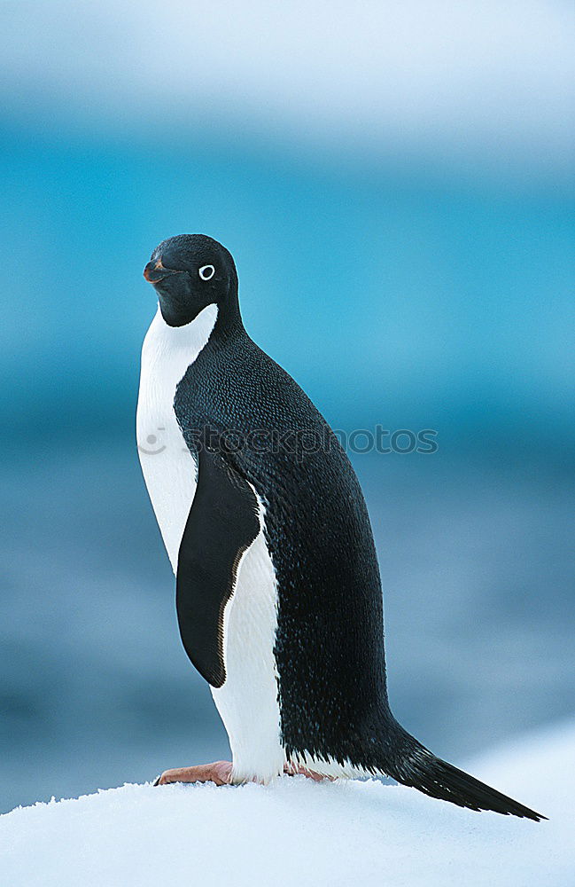 Similar – Foto Bild nachdenklich Pinguin kalt