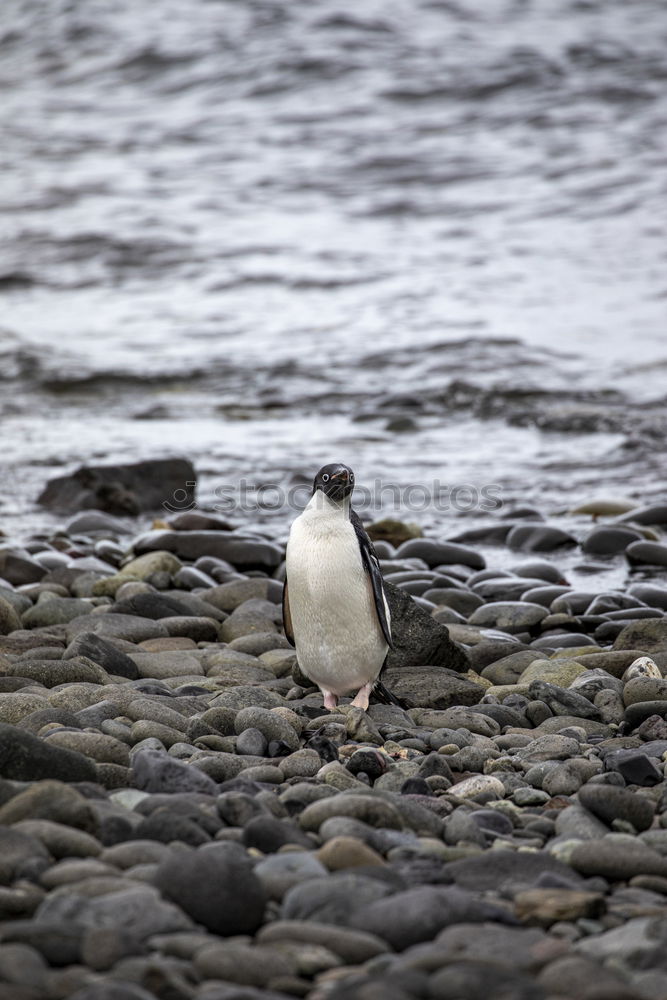 Similar – Arctic penguins Nature