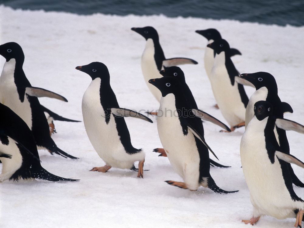 Similar – Image, Stock Photo Dance of the Penguins