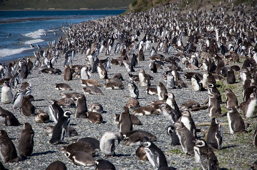 Similar – Image, Stock Photo Penguins Animal