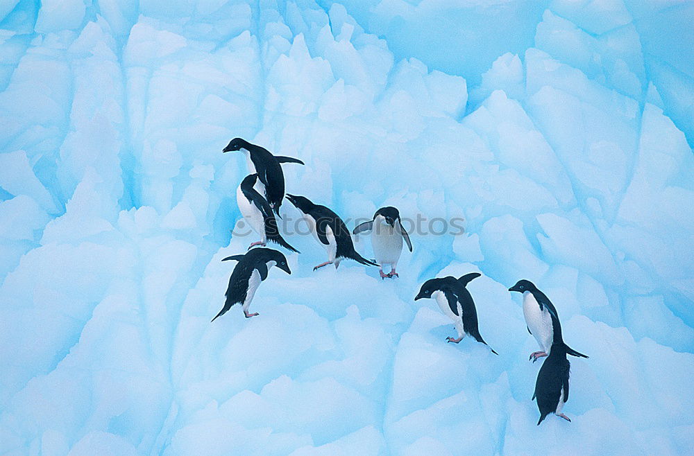 Similar – Flock of penguins walking on snow