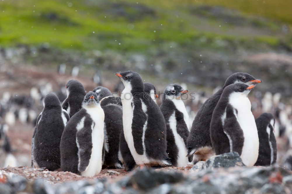 Similar – Image, Stock Photo Penguins Animal