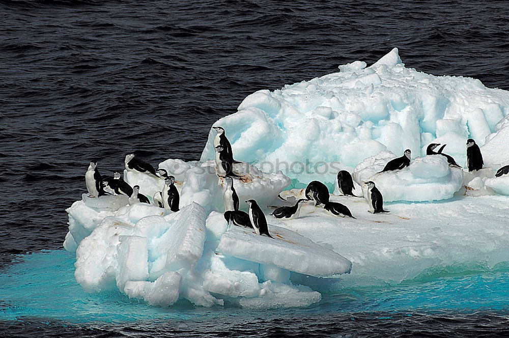 Similar – Flock of penguins walking on snow