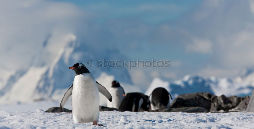 Similar – Flock of penguins walking on snow