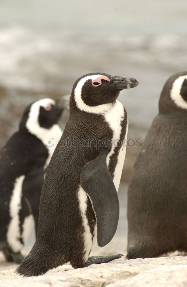 Similar – Image, Stock Photo Puffins oOOO Grass Coast