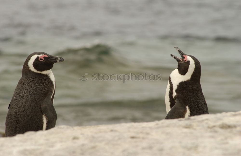 Similar – Image, Stock Photo Puffins oOOO Grass Coast