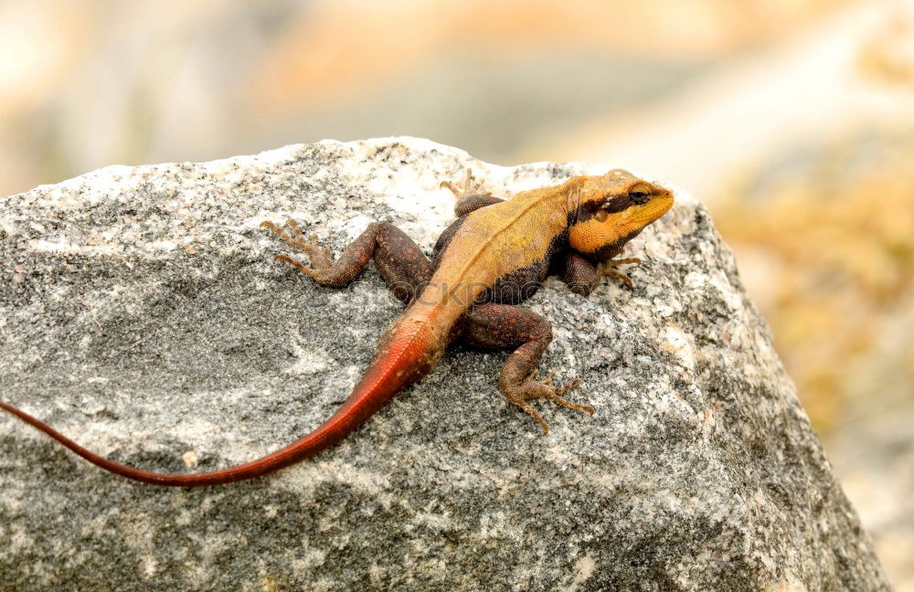 Similar – Image, Stock Photo newt Joy Garden Parenting