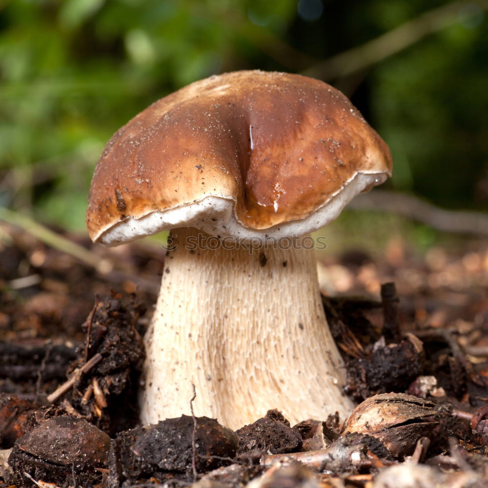 Similar – Image, Stock Photo Edible fresh mushrooms boletus edulis in a hand