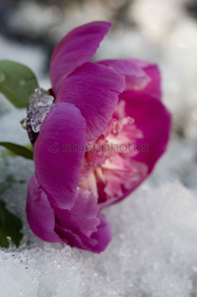 Similar – flowering daisy on a meadow with snow