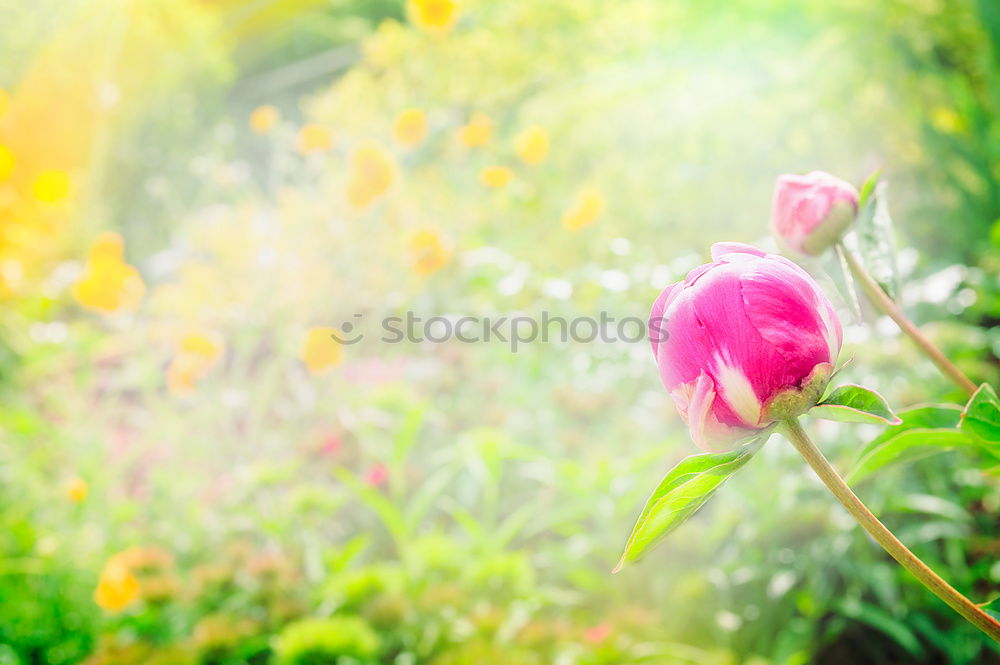 Beautiful garden with flowers and green leaves