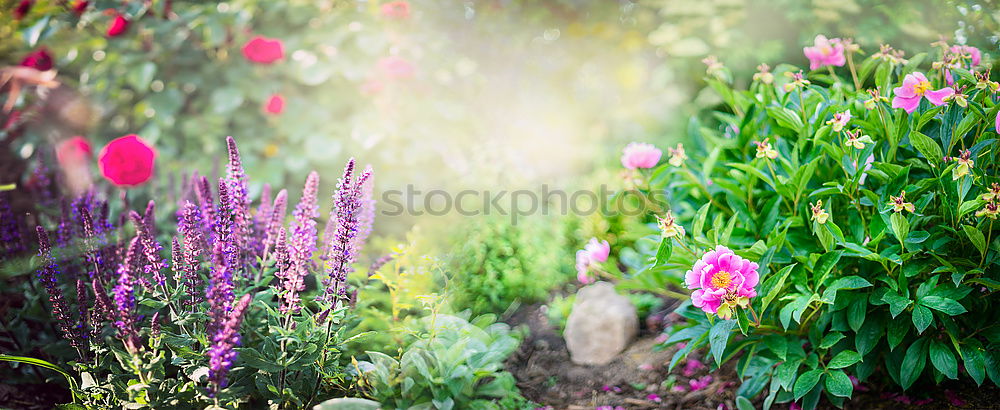 Similar – Beautiful garden with flowers and green leaves