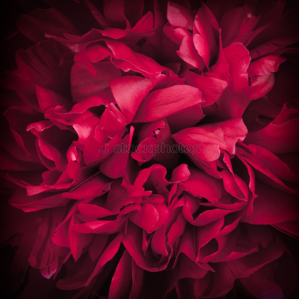 Similar – Image, Stock Photo A bouquet of red tulips