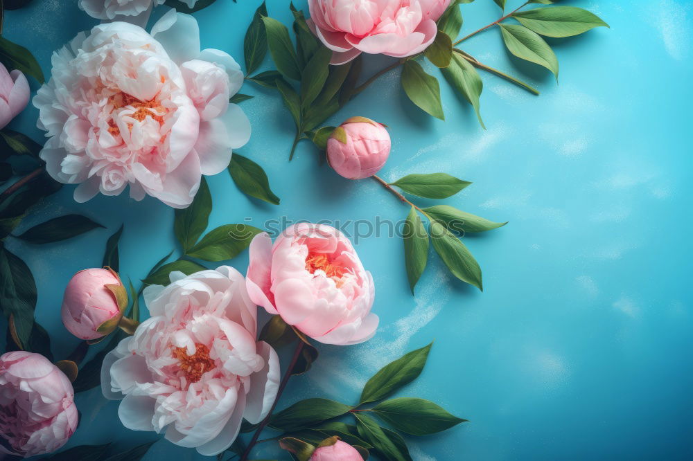 Similar – Image, Stock Photo Pink flowers row on turquoise dark background
