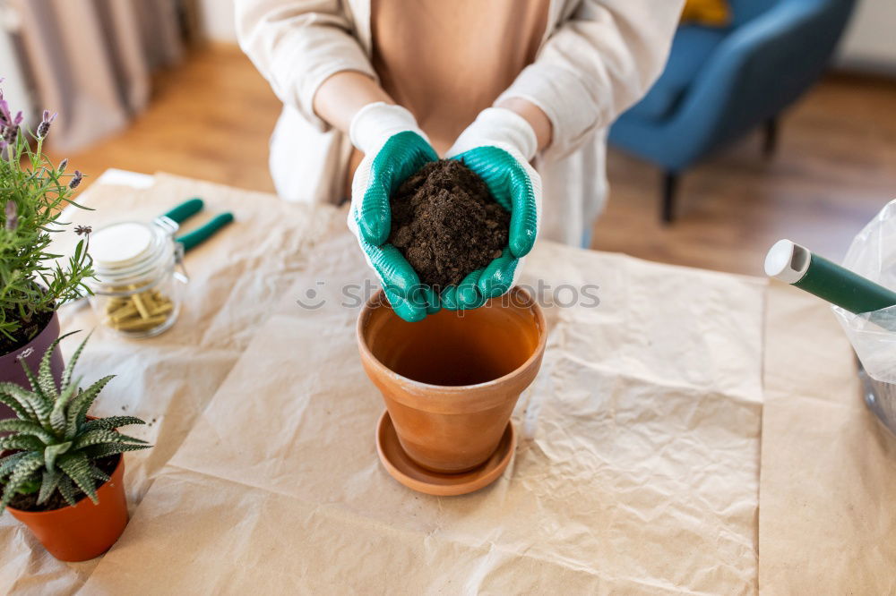 Similar – Image, Stock Photo Woman’s hands transplanting plant.