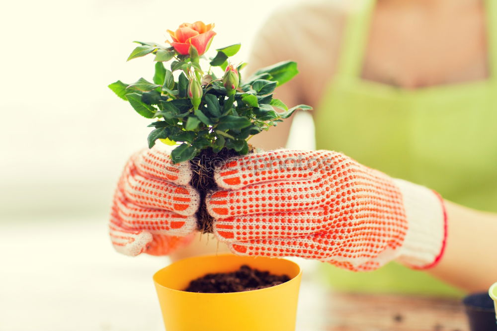 Similar – Image, Stock Photo Woman’s hands transplanting plant.