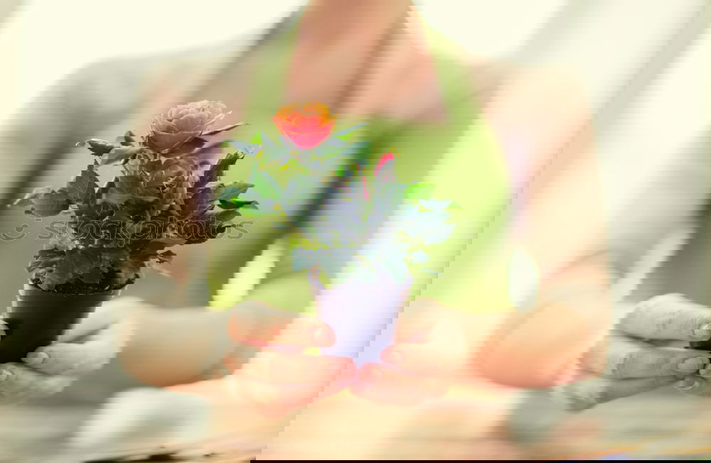 Similar – Image, Stock Photo Woman’s hands transplanting plant.