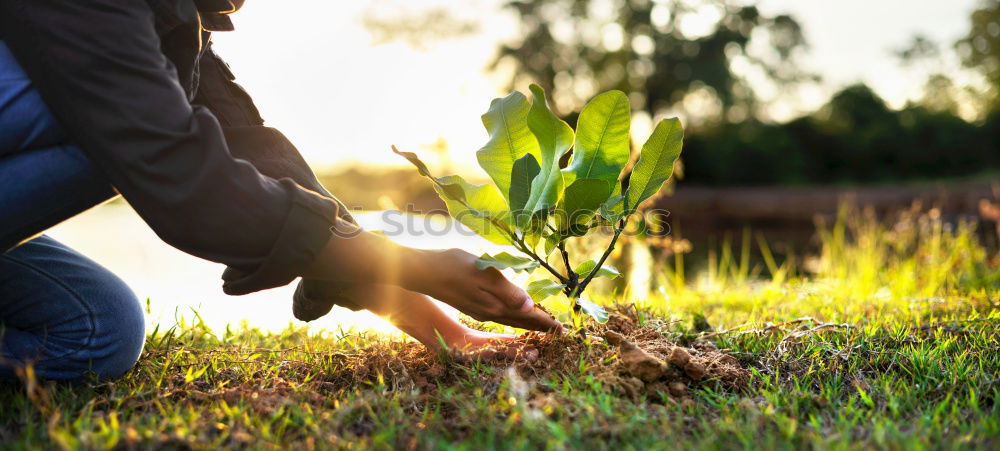 Similar – Image, Stock Photo A retired man plants sunflowers in his flower bed in Spring