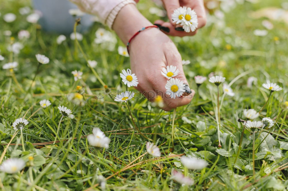 Similar – Image, Stock Photo grand Summer Spring May