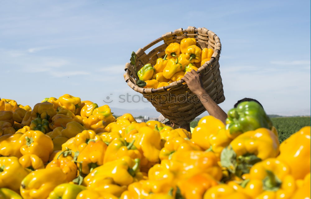 People picking peppers