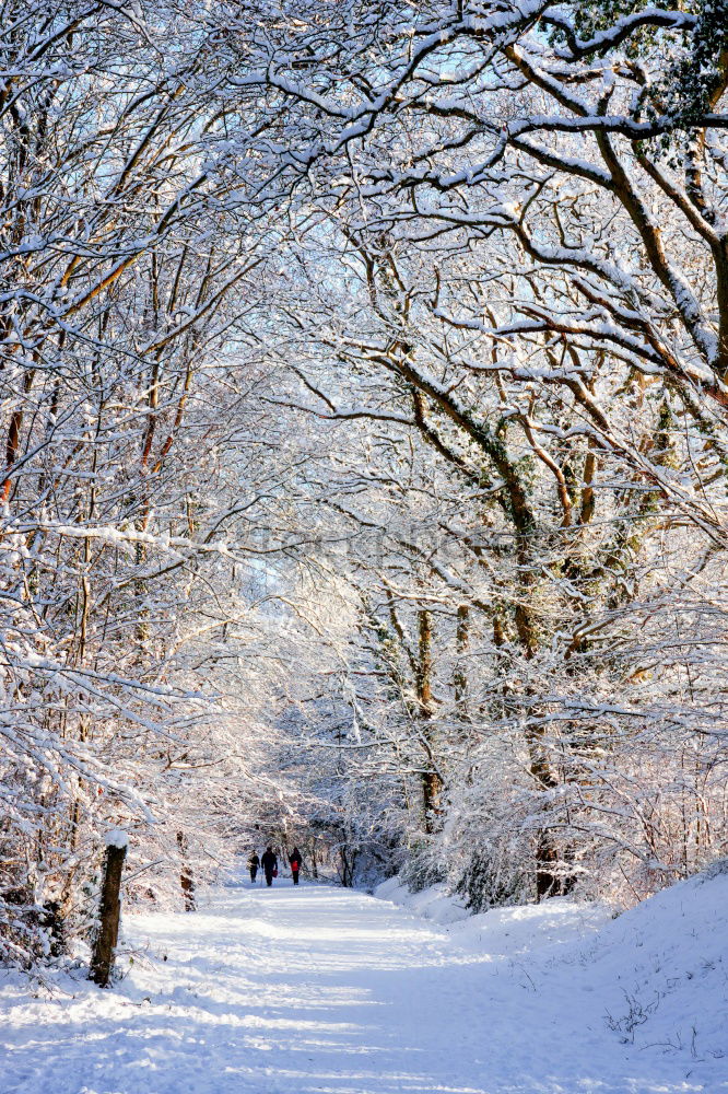 Similar – Image, Stock Photo winter dream Long exposure