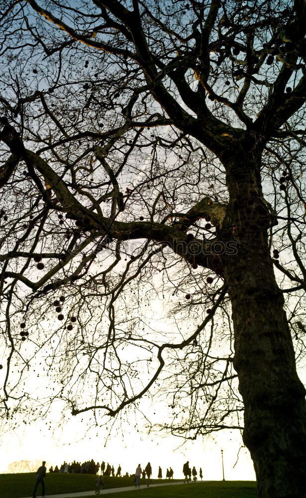 Similar – Foto Bild Zweisamkeit Baum Statue