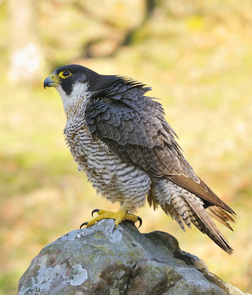 Similar – Image, Stock Photo Northern Goshawk