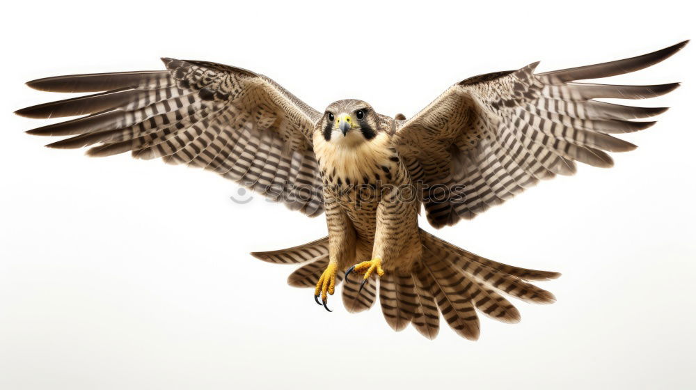 Similar – Awesome bird of prey in flight with the sky of background