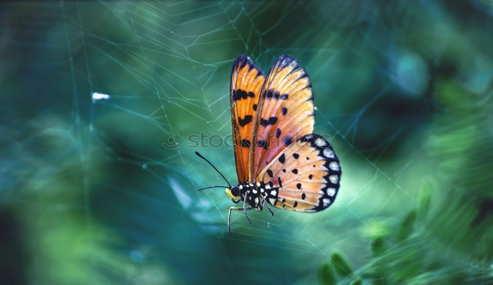 Similar – Image, Stock Photo butterfly photo Leaf