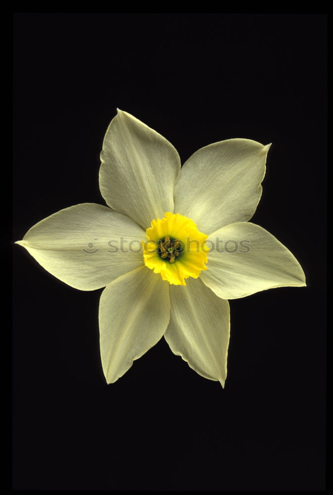 Similar – lily-shaped tulip Nature