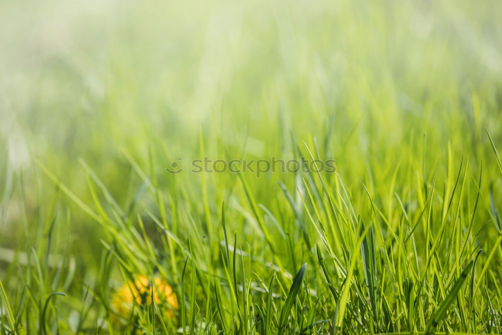 green grass in the morning with drops