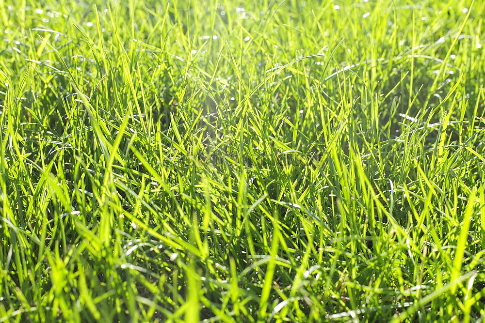 Similar – Image, Stock Photo Uncut green lawn / grass.