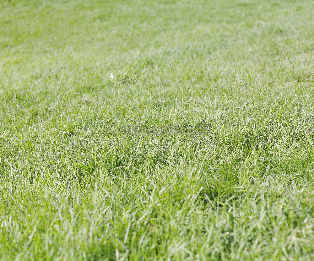 Similar – Image, Stock Photo grass Grass Summer Meadow