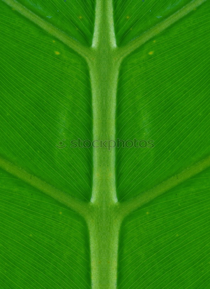 Similar – Foto Bild Philodendron Pflanze