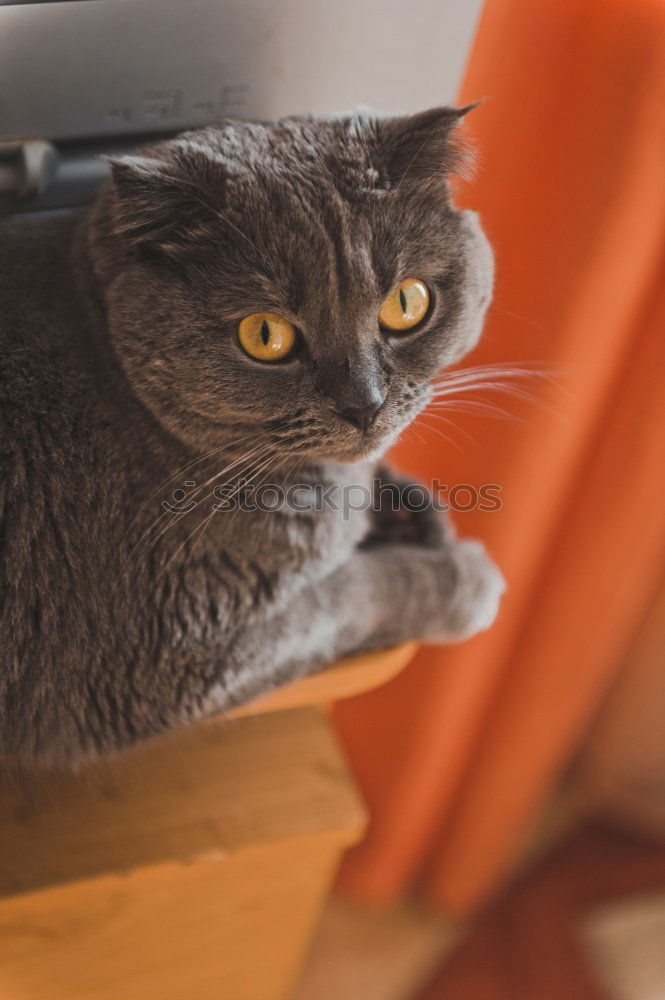 Similar – Beautiful grey cat sleeping in box. British kitten sleep