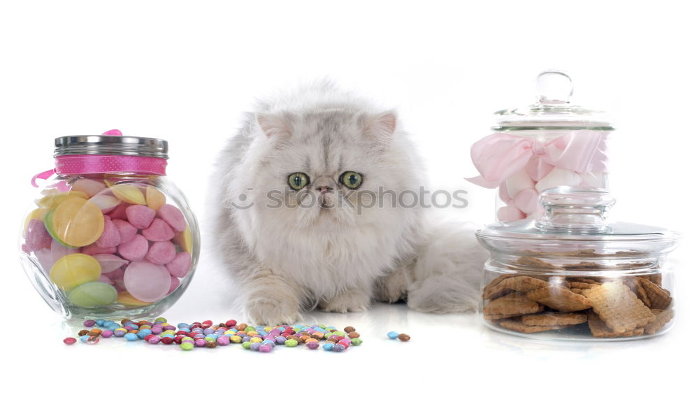 Similar – Image, Stock Photo On a diet Food Animal Pet