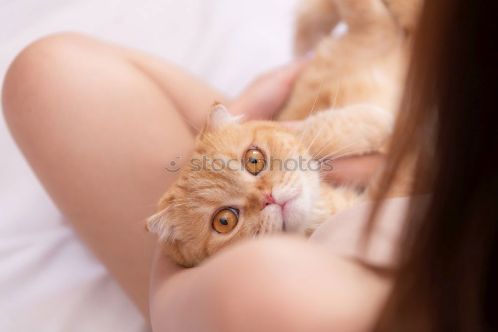 Similar – Young man holding a baby cat with his hands